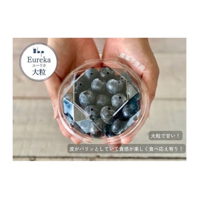 【先行予約】フレッシュブルーベリー　(ユーリカ大粒100g×4) [54020534]