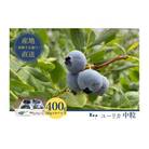 【先行予約】フレッシュブルーベリー　(ユーリカ中粒100g×4) [54020535]