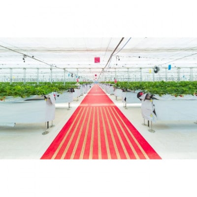 JAL Agriport いちご狩りペア入場券 体験チケット チケット [54020271]