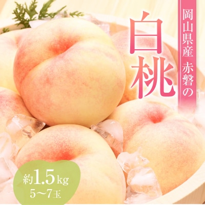 桃 赤磐の 白桃 約1.5kg 5～7玉 糖度センサー選果  2026年[NO5765-0473]