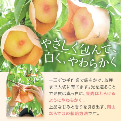 桃 赤磐の 白桃 約1.5kg 5～7玉 糖度センサー選果  2026年[NO5765-0473]