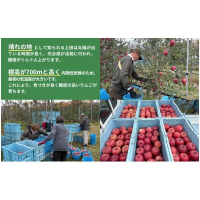 シナノゴールド　5kg　[54041520]