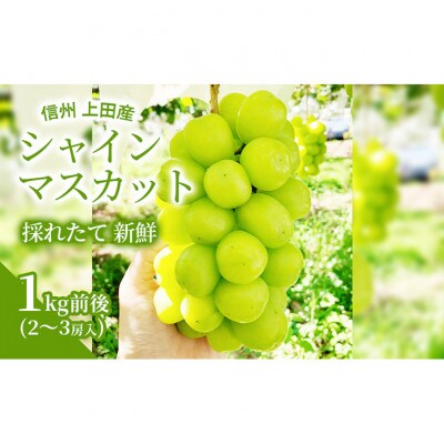 【2026年産】信州上田産 シャインマスカット 1kg前後 2～3房[54040797]