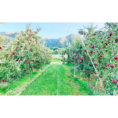 【2026年産】訳あり りんご 秋映 約5kg[54040805]