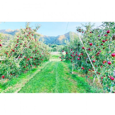 【2026年産】訳あり りんご 秋映 約10kg[54040806]