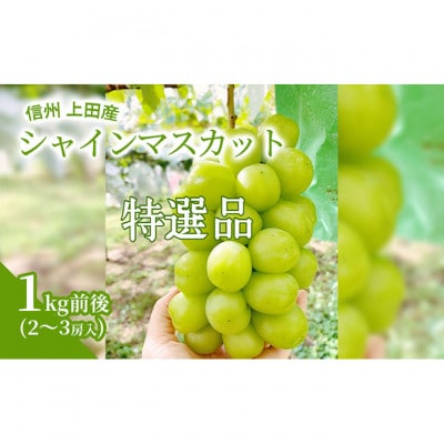 【2026年産】信州上田産 特選 シャインマスカット 1kg前後 2～3房[54040809]