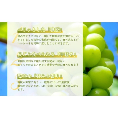 シャインマスカット 2kg 贈答用 信州 長野県 上田市[54041572]