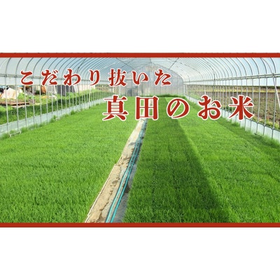 【毎月定期便】コシヒカリ 関口さんちのお米 3kg[54040928]全6回