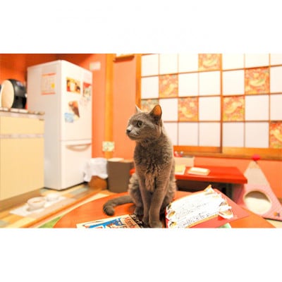 チケット 東京 猫部屋60分利用チケット猫用おやつ付き(2名様) [55000200]