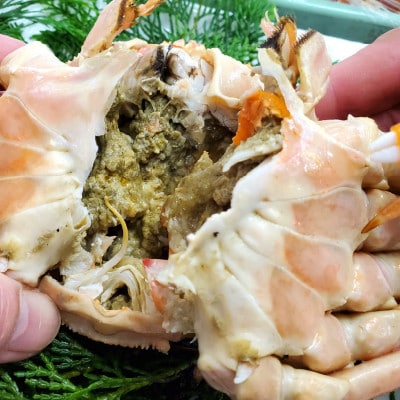 訳あり　釜茹で松葉ガニ　2～3枚入　計1.3Kg