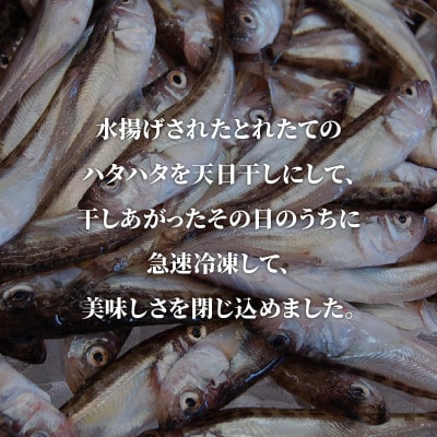 山陰名産　ハタハタ一夜干し　500g