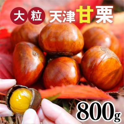 【先行予約】 天津甘栗 800g 【2025年10月下旬より順次発送予定】