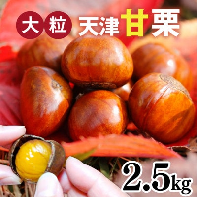 【先行予約】 天津甘栗 2.5kg 【2025年10月下旬より順次発送予定】