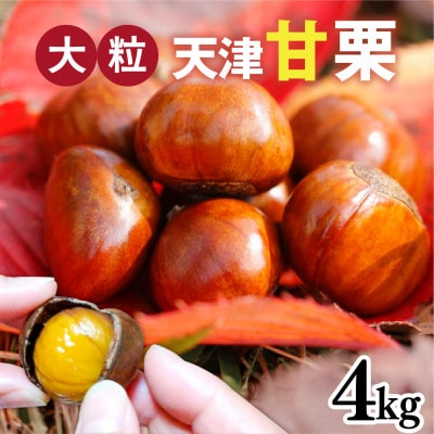 【先行予約】 天津甘栗 4kg 【2025年10月下旬より順次発送予定】