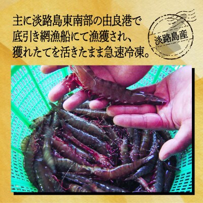 淡路島産天然アシアカ海老2パック約600g