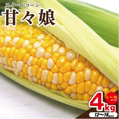 【 先行予約 】 とうもろこし 甘々娘 4kg 2026年発送分 スイートコーン 冷蔵