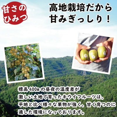 イエロージョイ  約2.7kg (S～Mサイズ 6パック入り) ゴールドキウイ