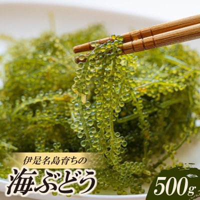 伊是名島育ちの海のグリーンキャビア 海ぶどう 500g