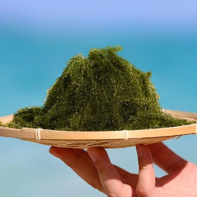 伊是名島育ちの海のグリーンキャビア 海ぶどう 500g