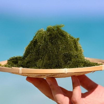 伊是名島育ちの海のグリーンキャビア 海ぶどう 1kg