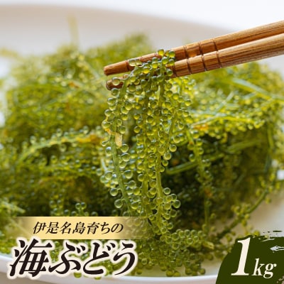 伊是名島育ちの海のグリーンキャビア 海ぶどう 1kg