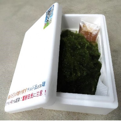 伊是名島育ちの海のグリーンキャビア 海ぶどう 1kg