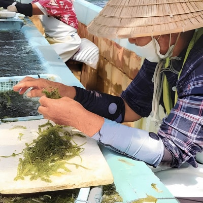 伊是名島そだちの塩水漬け海ぶどう60g×3袋