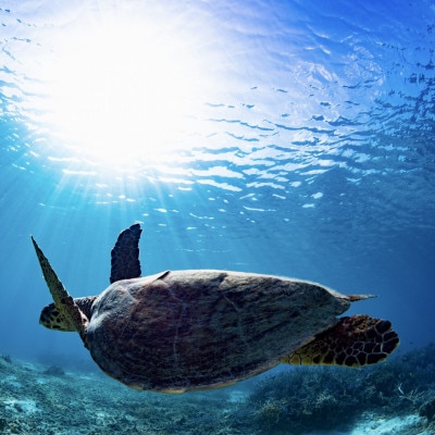 ファンダイビング利用券 大人1名(1日3ダイブまで利用可能)