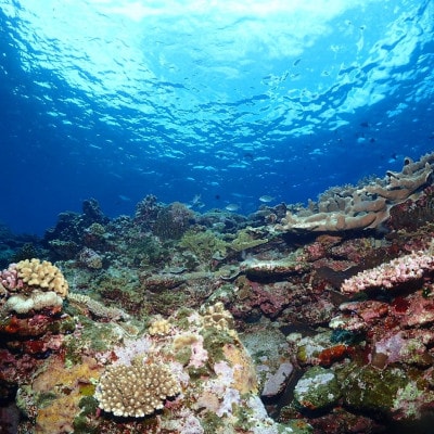 伊是名島を満喫!ファンダイビング(1日3ダイブ×2日)・フェリー往復・宿泊券(2食付き3泊4日)