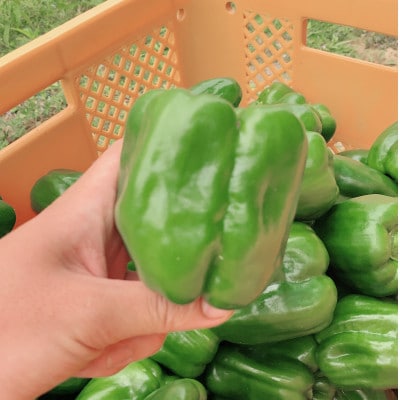 【2026年4月から順次発送】農家直送!伊是名島産の肉厚もぎたてピーマン1kg