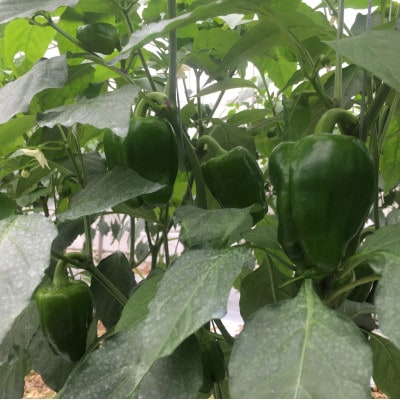 【2026年4月から順次発送】農家直送!伊是名島産の肉厚もぎたてピーマン1kg