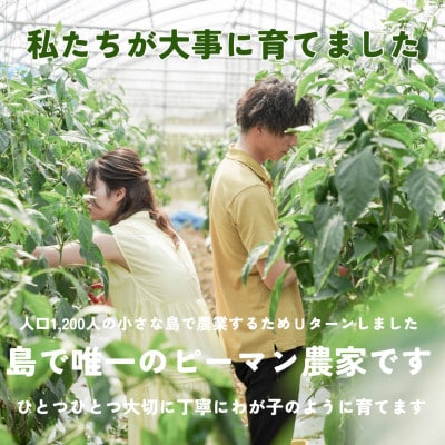 【2026年4月から順次発送】農家直送!伊是名島産の肉厚もぎたてピーマン1kg