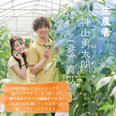 【2026年4月から順次発送】農家直送!伊是名島産の肉厚もぎたてピーマン1kg