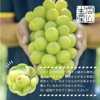 【先行予約】岡山県産シャインマスカット 1.0kg以上【9月上旬～10月下旬発送】