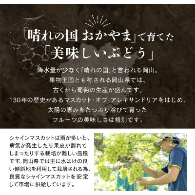 【先行予約】旬果蔵出し 岡山県産シャインマスカット 1.2kg以上【12月上旬～2027年1月発送】