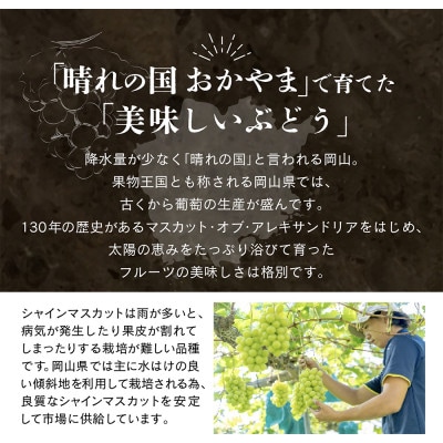 【先行予約】旬果蔵出し 岡山県産シャインマスカット 1.8kg以上【12月上旬～2027年1月発送】