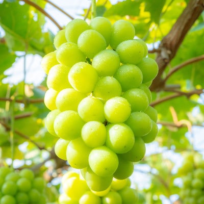 【2026年発送】朝採り直送!さつきぶどう園シャインマスカット1房 600g前後【フルーツ王国岡山】