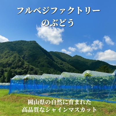 【2026年先行予約】[露地]岡山県産シャインマスカット 2kg (3～5房入)ご家庭用