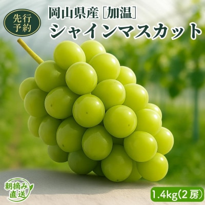 【2026年先行予約】[加温]岡山県産シャインマスカット1.4kg(2房)
