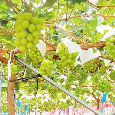 【発送月固定定期便】9月10月 シャインマスカット晴王 2房約1.4kg全2回