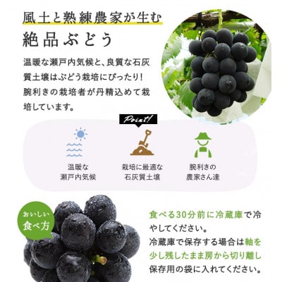 ニューピオーネ2房化粧箱入