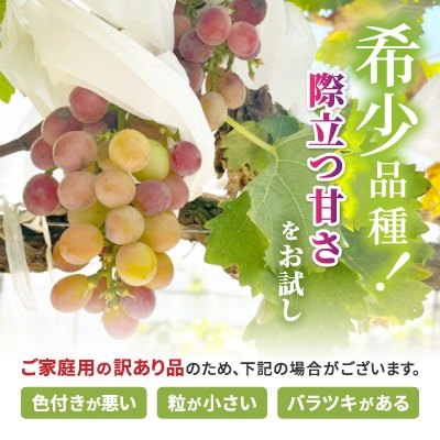 ご家庭用　ブラックシャインマスカット　約1kg(2房～4房)