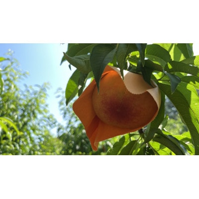 【2026年先行予約】岡山県産 旬の桃[贈答用] 3.0kg(9～13玉)農家直送