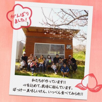 【2026年先行予約】岡山県産 旬の桃[贈答用]2.0kg(5～9玉)農家直送