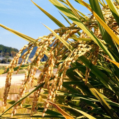 【令和7年産】【無洗米】岡山きぬむすめ8kg(2kg×4袋)