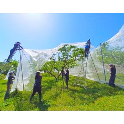 岡山県産 樹熟し白桃 5-8玉(約2kg)