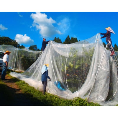【2027年発送】岡山県産 極甘・樹熟し白桃『まみむめ桃』(ご家庭用) 化粧箱入り