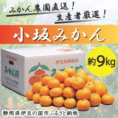 〈数量限定〉みかん農園直送!生産者厳選「小坂みかん」(約9kg)