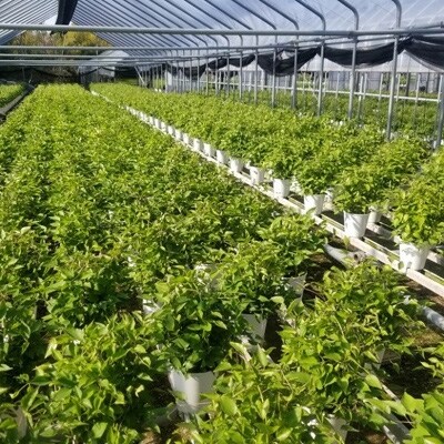 長谷川園芸 北茨城産 品種おまかせピンク系クレマチス 5寸 4月より順次発送 お礼品詳細 ふるさと納税なら さとふる