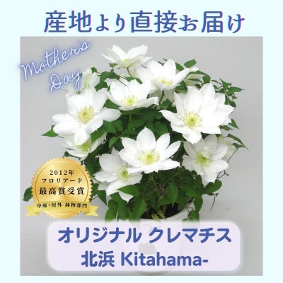 【長谷川園芸】国際園芸博覧会最高賞受賞クレマチス「北浜」 5寸 ※4/30～5/6発送